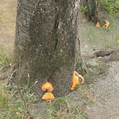 もう少し成長した幼菌