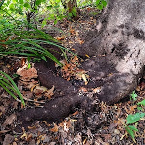 広葉樹の根元に発生するベッコウタケの例